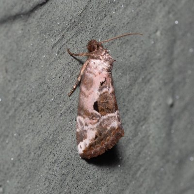 Elaphria venustula (blýskavka narůžovělá), Kývalka