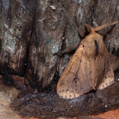 Spilarctia strigatula (-), TH, Khao Sok