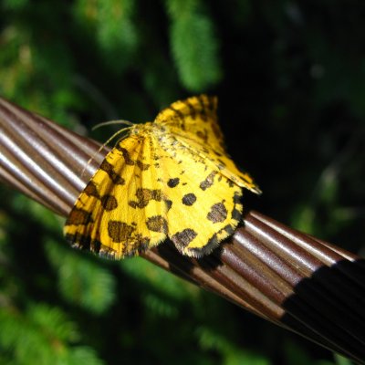 Pseudopanthera macularia (zejkovec hluchavkový), SLO, Komarča