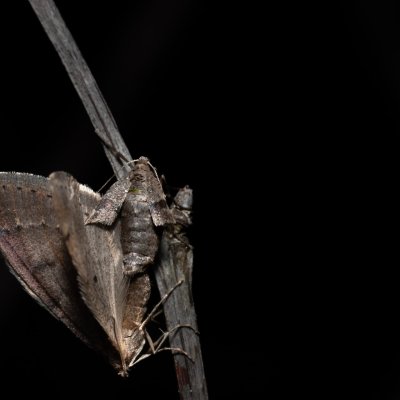 Theria rupicapraria (tmavoskvrnáč březnový), PR Kamenný vrch