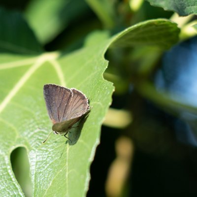 Neozephyrus quercus (ostruháček dubový), HR, Pula