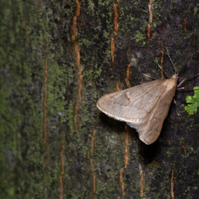 Alsophila aceraria (hedvábnice podzimní), Podkomorské lesy