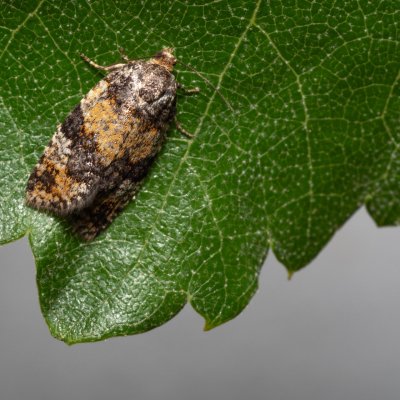 Ptycholomoides aeriferana (obaleč žlutopásný), Říčky