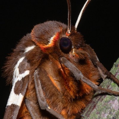 Arctia caja (přástevník medvědí), Hrabětice