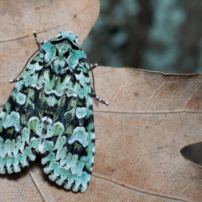 Griposia aprilina (pestroskvrnka zelenavá), Kamenný vrch