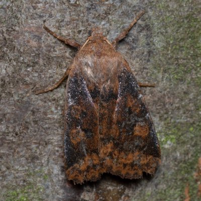 Conistra vaccinii (zimovnice brusnicová), Augšperský potok