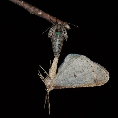 Agriopis marginaria (tmavoskvrnáč habrový), Žebětín