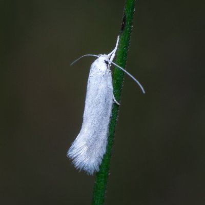 Elachista argentella (trávníček stříbrný), Havranické vřesoviště