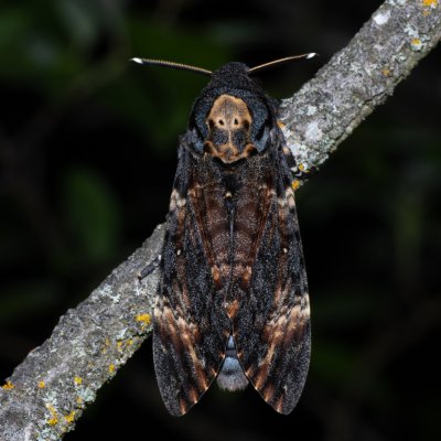 Acherontia atropos (lišaj smrtihlav), Hády