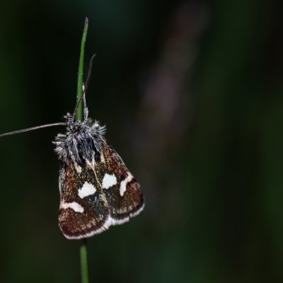 Eurrhypis pollinalis (zavíječ skvrnitý), Havranické vřesoviště