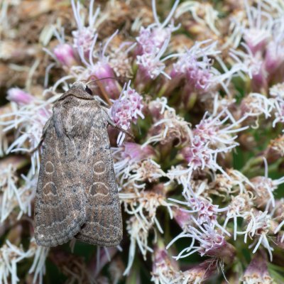 Hoplodrina ambigua (blýskavka jitrocelová), Augšperský potok