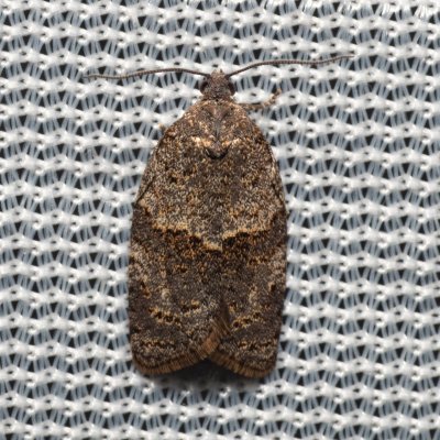 Syndemis musculana (-), Henčov