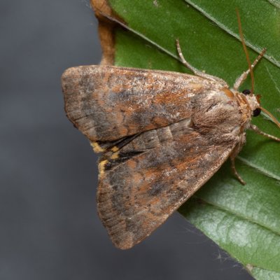 Noctua interjecta (osenice západní), Augšperský potok