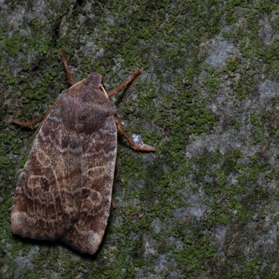 Conistra vaccinii (zimovnice brusnicová), Kývalka