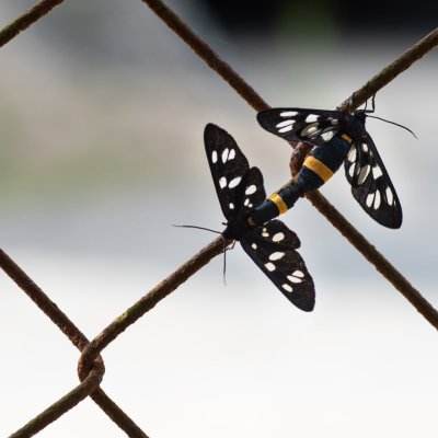 Amata phegea (běloskvrnáč pampeliškový), Žebětín