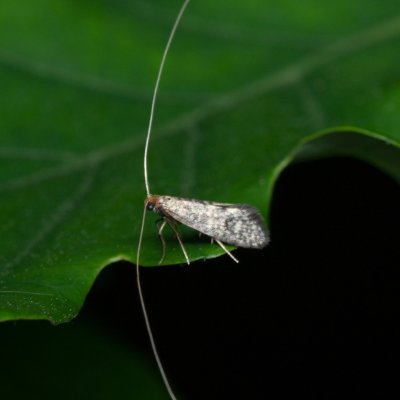 Nematopogon robertellus (adéla borůvková), Žebětín