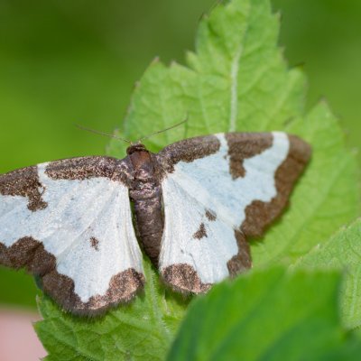 Lomaspilis marginata (skvrnopásník lískový), Podkomorská myslivna