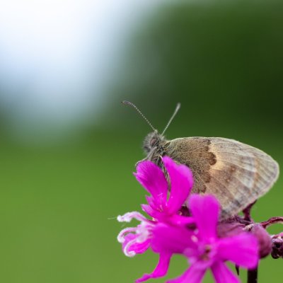 Coenonympha pamphilus (okáč poháňkový), PR Bosonožský hájek