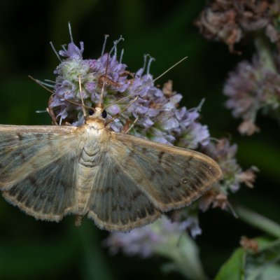 Pleuroptya ruralis (zavíječ kopřivový), PP Střelická bažinka