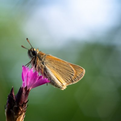 Thymelicus lineola (soumračník čárečkovaný), PR Kamenný vrch