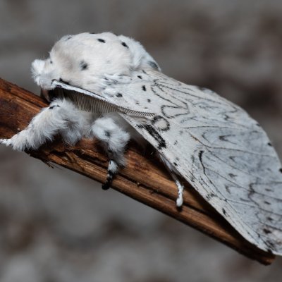 Cerura erminea (hranostajník bílý), Devět křížů