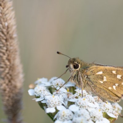 Hesperia comma (soumračník čárkovaný), PP Černice