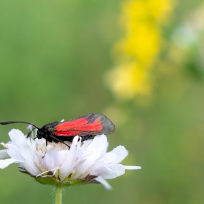 Zygaena purpuralis/minos (vřetenuška mateřídoušková/přehlížená), NPP Švařec