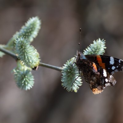 Vanessa atalanta (babočka admirál), Lukovany