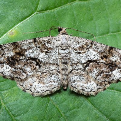 Peribatodes secundaria (různorožec jalovcový), Žebětín