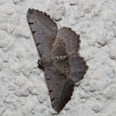 Neognopharmia stevenaria (-), HR, Jablanac