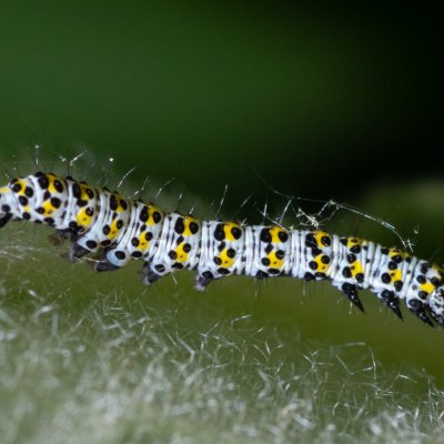 Shargacucullia verbasci (kukléřka diviznová), Urbanův kopec, Ostopovice