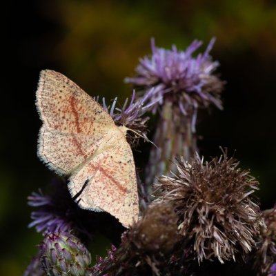 Cyclophora quercimontaria (očkovec rudopásný), Kývalka