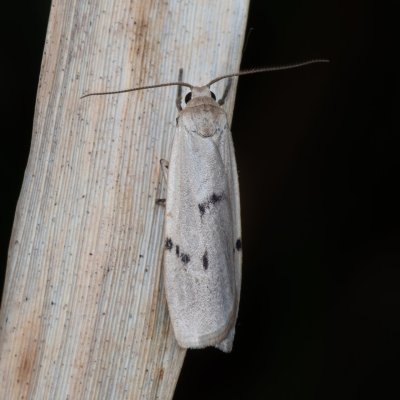 Pelosia muscerda (lišejníkovec popelavý), PP Bobrava