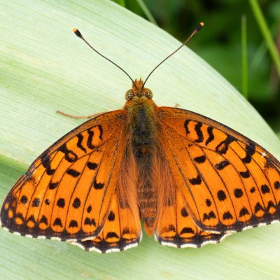 Argynnis aglaja (perleťovec velký), NPR Čertoryje