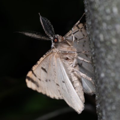 Hypomecis roboraria (různorožec dubový), NS Bučín