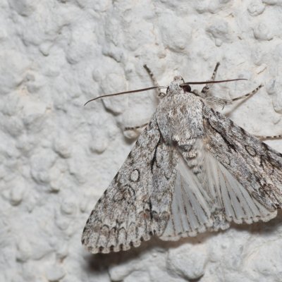 Acronicta aceris (šípověnka maďalová), HR, Jablanac