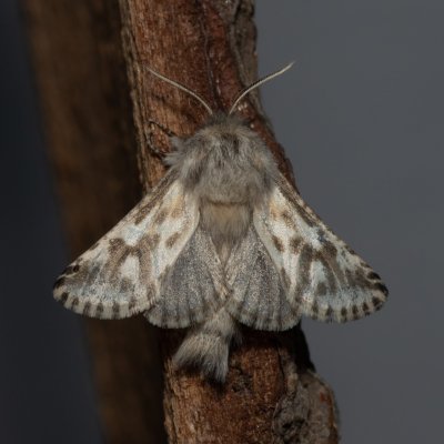 Dyspessa ulula (drvopleň cibulový), NPP Stránská skála