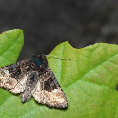 Euplexia lucipara (blýskavka ostružiníková), NS Bučín