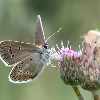 Aricia eumedon (modrásek bělopásný), SK, Štôla