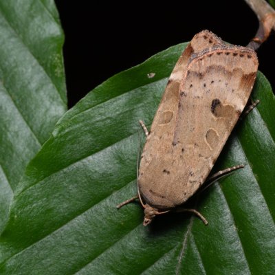 Noctua interposita (osenice přehlížená), Žebětín