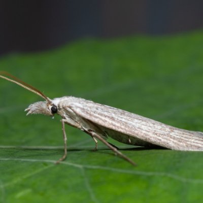 Pterolonche inspersa (-), Hády - lesní lom