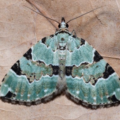 Colostygia pectinataria (píďalka zelená), Kobylí