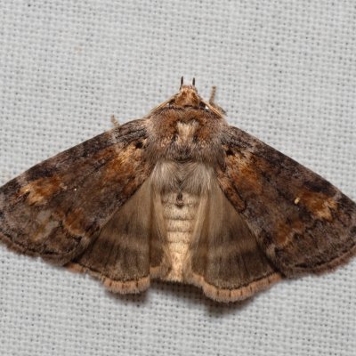 Cymatophorina diluta (můřice podzimní), PP Milovická stráň