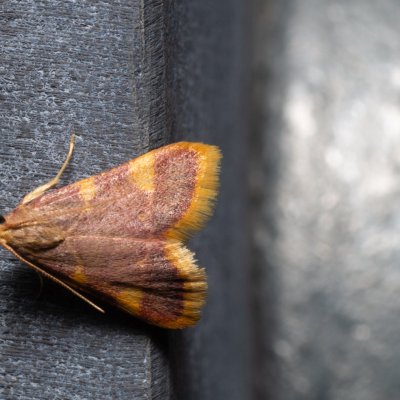 Hypsopygia costalis (zavíječ senomilný), Kývalka