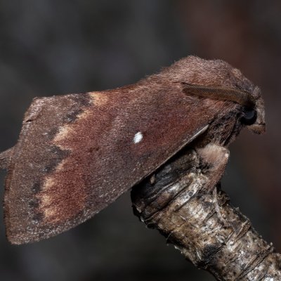 Dendrolimus pini (bourovec borový), Žebětín