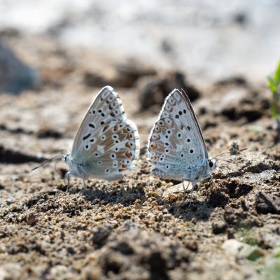 Polyommatus coridon (modrásek vikvicový), PP Černice