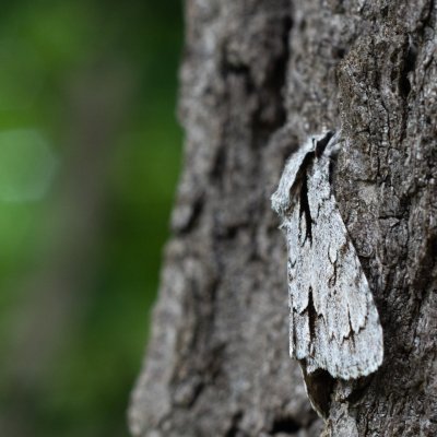 Acronicta psi (šípověnka trnková), ZOO Brno