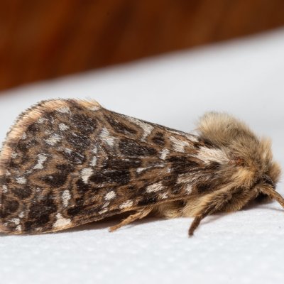 Pharmacis carna (hrotnokřídlec horský), SK, Štôla