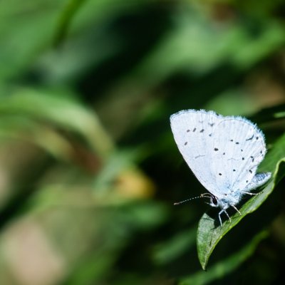 Celastrina argiolus (modrásek krušinový), Bosonohy