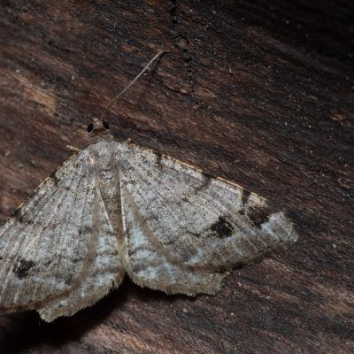 Macaria signaria (kropenatec jedlový), NPR Radostínské rašeliniště